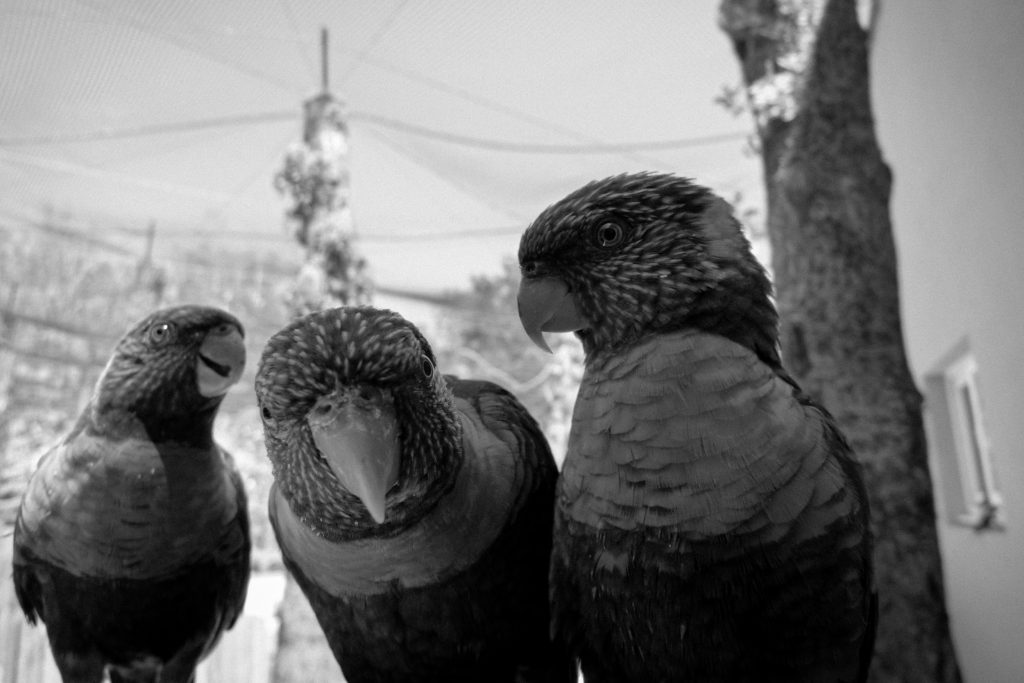 Parc des oiseaux de Villars-les-Dombes
